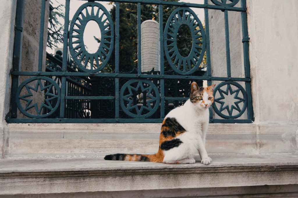 cats-in-IstanbulRossella_Sollazzo